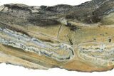 Mammoth Molar Slice with Case - South Carolina #217871-2